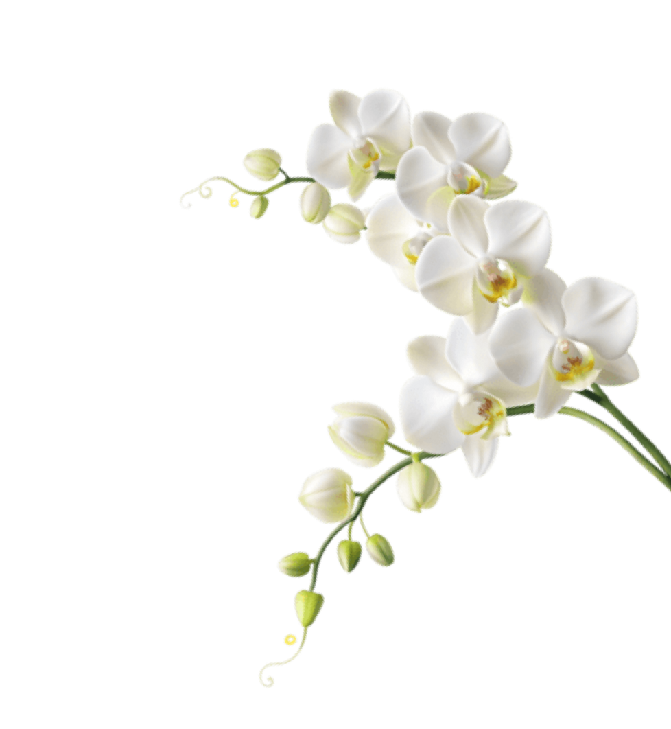 Orquídea branca decorativa